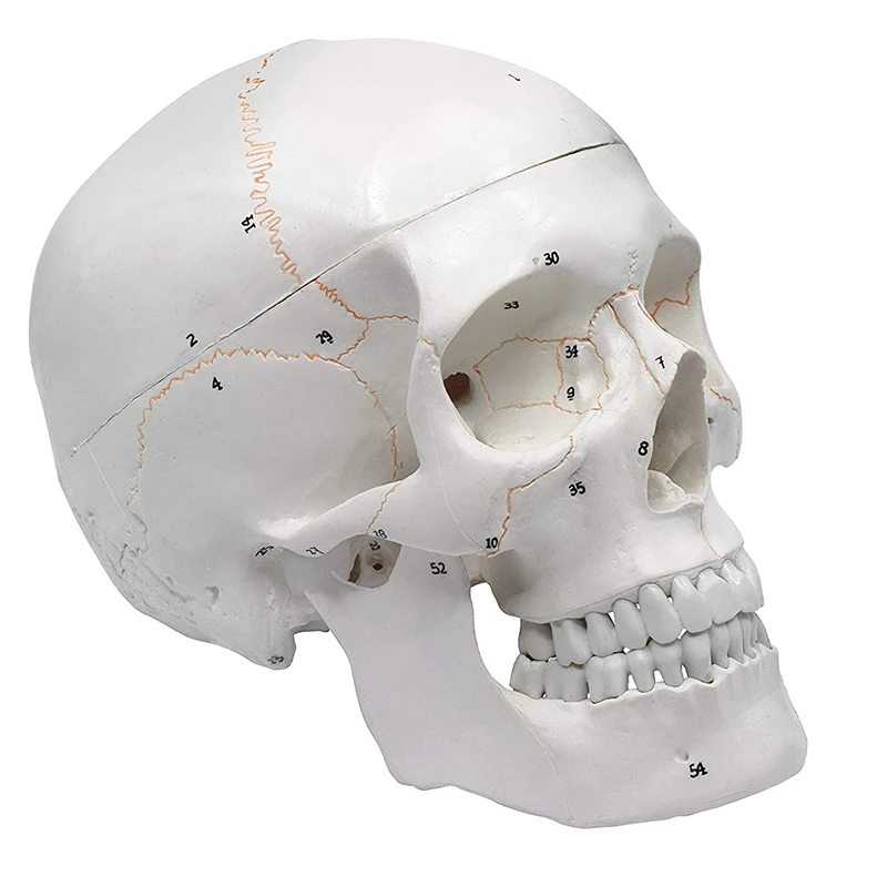 1:1 Lifesize Žmogaus Skeletas Kaukolės Anatomijos Modelis Medicinos Mokslo, Mokymo Modle Lašas Laivybos